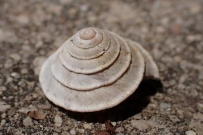Trochoidea elegans