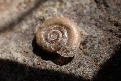 Gyraulus chinensis