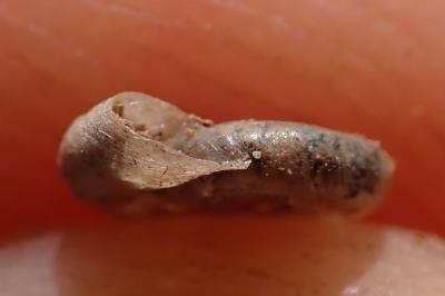 Gyraulus chinensis