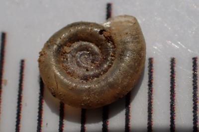 Gyraulus chinensis