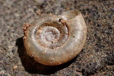 Gyraulus chinensis