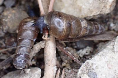 Rumina decollata