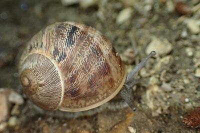 Cornu aspersum