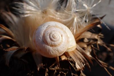 Theba pisana