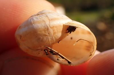 Theba pisana