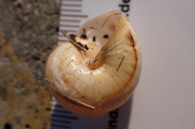 Theba pisana