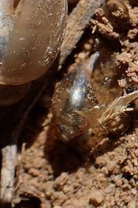 Physella acuta