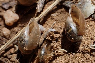 Physella acuta