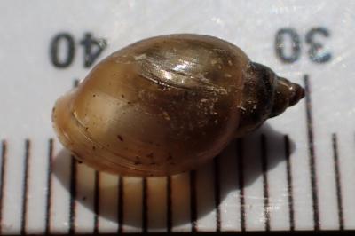 Physella acuta