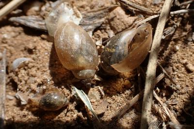 Physella acuta