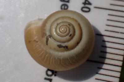 Monacha cartusiana