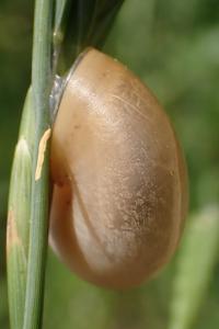 Monacha cartusiana