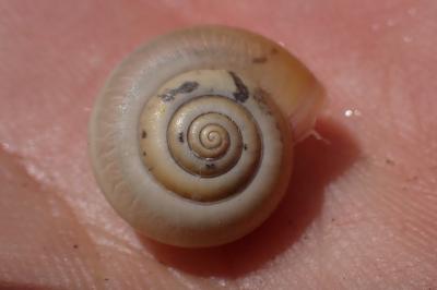 Monacha cartusiana