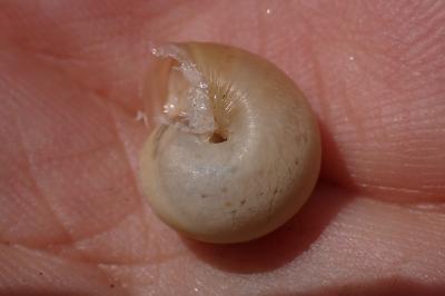 Monacha cartusiana
