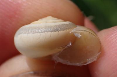 Monacha cartusiana