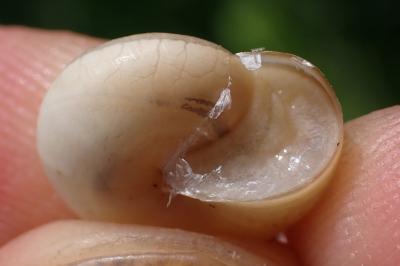 Monacha cartusiana
