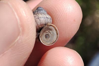 Pomatias elegans