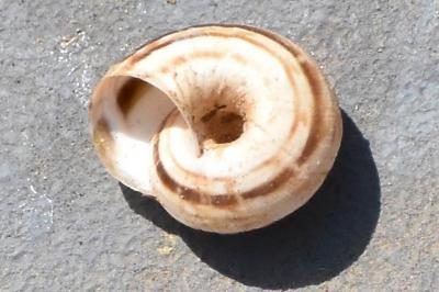 Cernuella neglecta