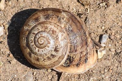 Eobania vermiculata