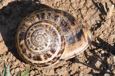 Eobania vermiculata