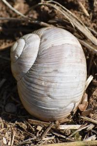Helix melanostoma