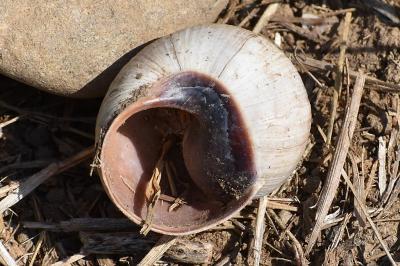 Helix melanostoma