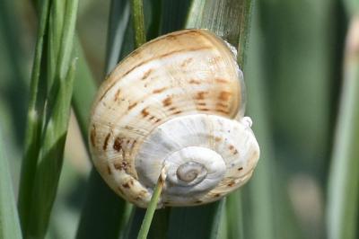 Theba pisana