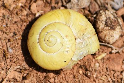 Cepaea nemoralis