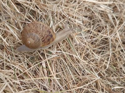 Cornu aspersum