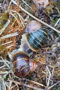 Cornu aspersum