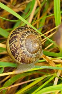 Cornu aspersum