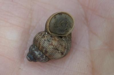Pomatias elegans