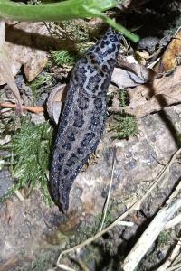 Limax maximus