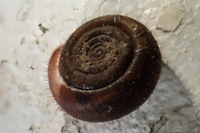 Helicodonta obvoluta