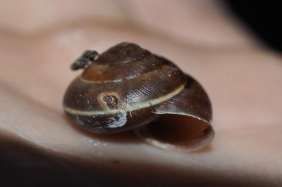 Hygromia limbata