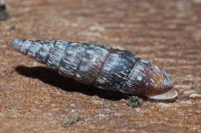 Clausiliidae