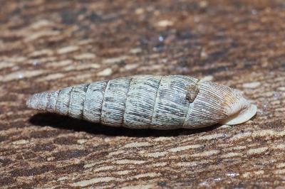 Clausiliidae