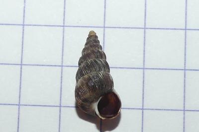 Obscurella obscura laburdensis