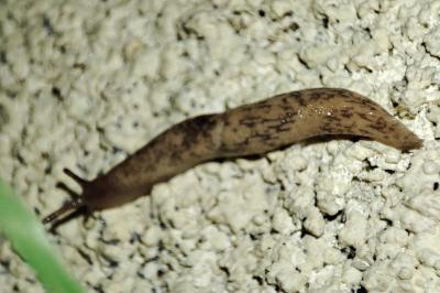 Deroceras reticulatum