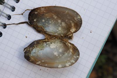 Unio mancus / Unio pictorum