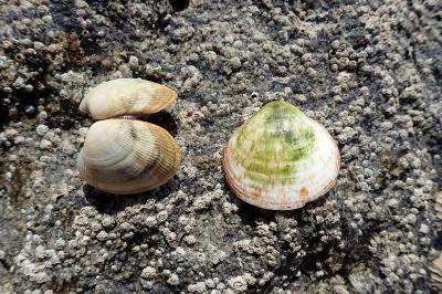 Glycymeris glycymeris