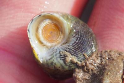 Steromphala cineraria