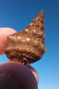 Aporrhais pespelecani