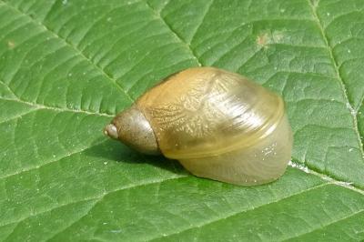Succinea putris