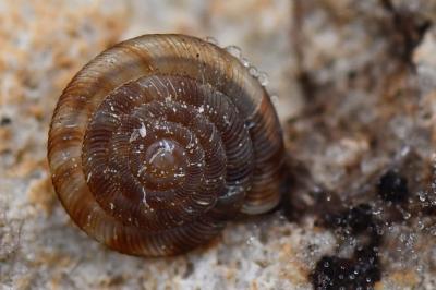 Gonyodiscus rotundatus