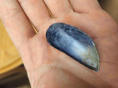 molls1771061194182odk