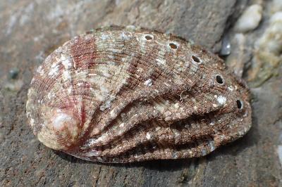 Haliotis tuberculata
