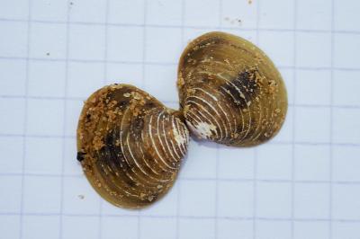 Corbicula fluminea