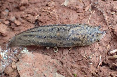 Limax maximus