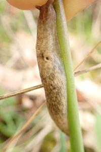 Deroceras reticulatum